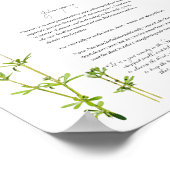 Kruidenapathecary: Cleavers | Poster waardepapier (Hoek)