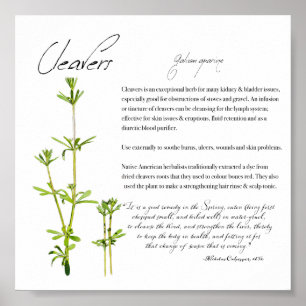Kruidenapathecary: Cleavers   Poster waardepapier