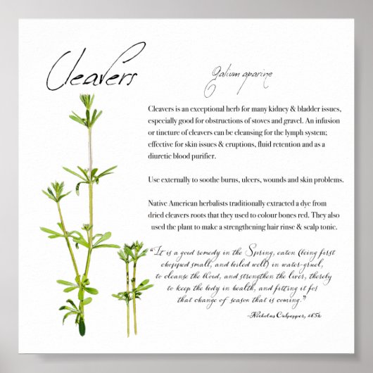 Kruidenapathecary: Cleavers | Poster waardepapier (Voorkant)