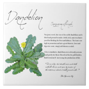 Kruidenapotheek: Dandelion   Keramische Tegel Tegeltje