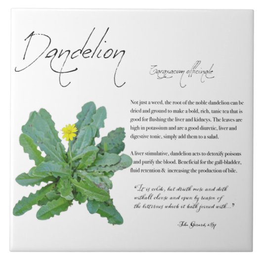 Kruidenapotheek: Dandelion | Keramische Tegel Tegeltje (Voorkant)