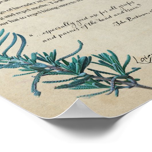 Kruidenapotheek: lavender | Botanisch Poster (Hoek)