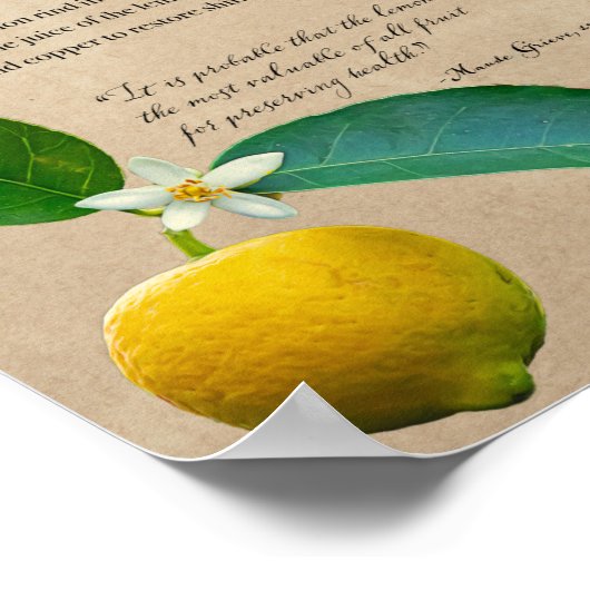 Kruidenapotheek: Lemon | Botanisch Poster (Hoek)