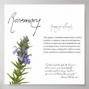 Kruidenapotheek: Rosemary   Botanisch Poster