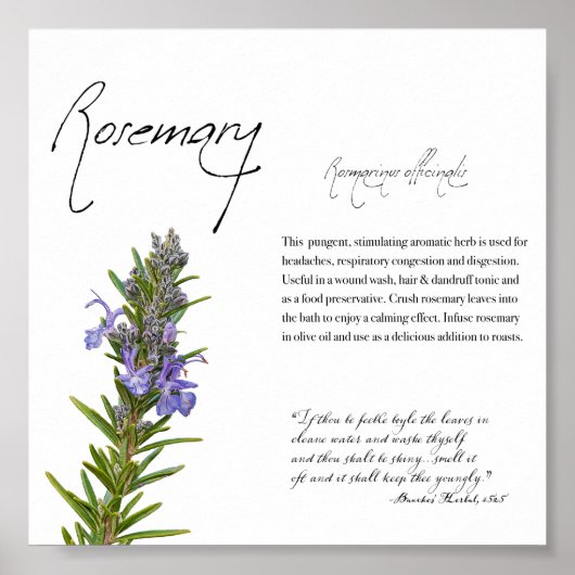 Kruidenapotheek: Rosemary | Botanisch Poster (Voorkant)