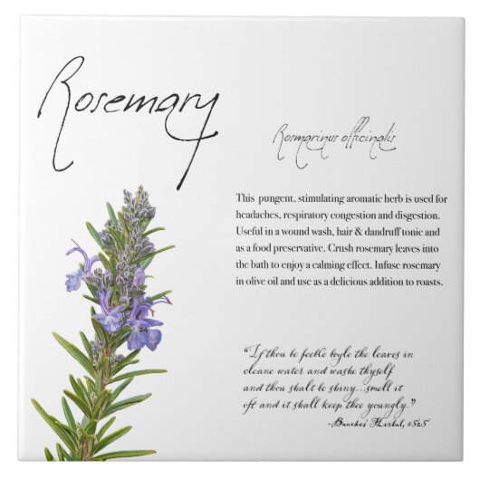 Kruidenapotheek: Rosemary | Botanische Tegel Tegeltje (Voorkant)