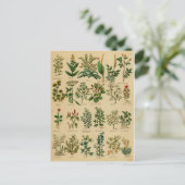 kruidenBriefkaart reeks - 1 Briefkaart (Staand voorkant)