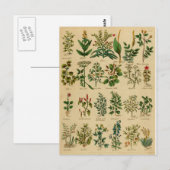 kruidenBriefkaart reeks - 1 Briefkaart (Voorkant / Achterkant)