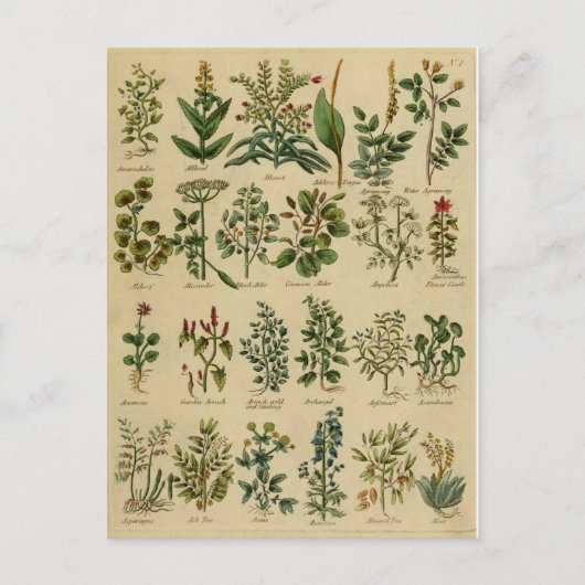 kruidenBriefkaart reeks - 1 Briefkaart (Voorkant)