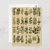 kruidenBriefkaart reeks - 2 Briefkaart (Voorkant / Achterkant)