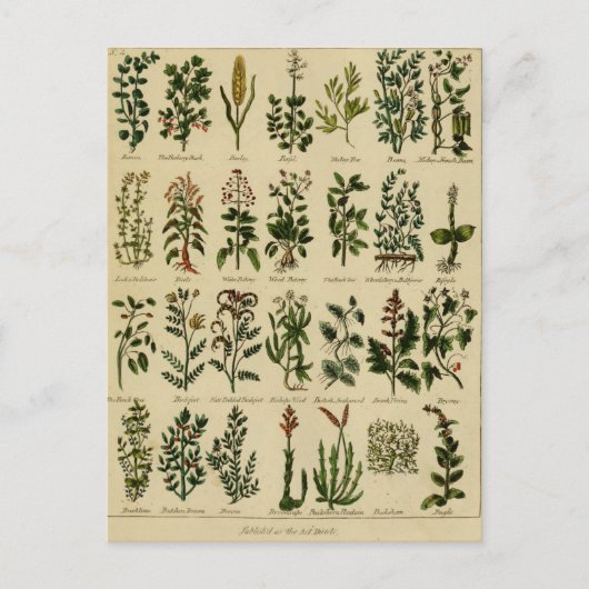  kruidenBriefkaart reeks - 2 Briefkaart (Voorkant)