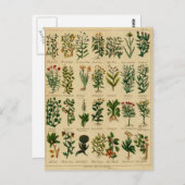  kruidenBriefkaart reeks - 3 Briefkaart (Voorkant / Achterkant)