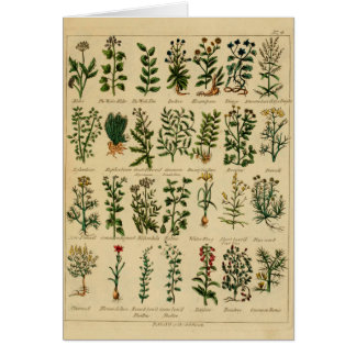 kruidenBriefkaart reeks - 4