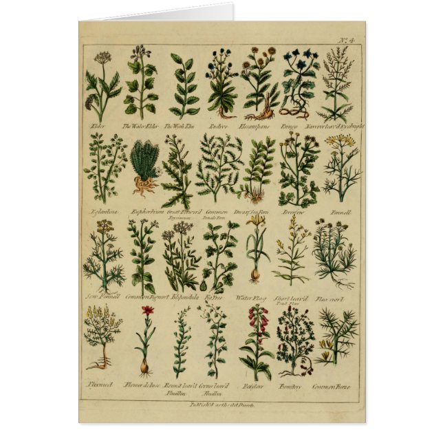  kruidenBriefkaart reeks - 4 (Voorkant)