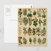  kruidenBriefkaart reeks - 5 Briefkaart (Voorkant / Achterkant)