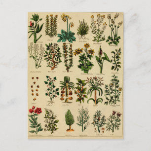  kruidenBriefkaart reeks - 5 Briefkaart