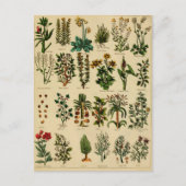  kruidenBriefkaart reeks - 5 Briefkaart (Voorkant)