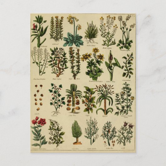  kruidenBriefkaart reeks - 5 Briefkaart (Voorkant)