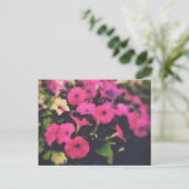 Kruidenier Petunia Bloemen Briefkaart (Staand voorkant)