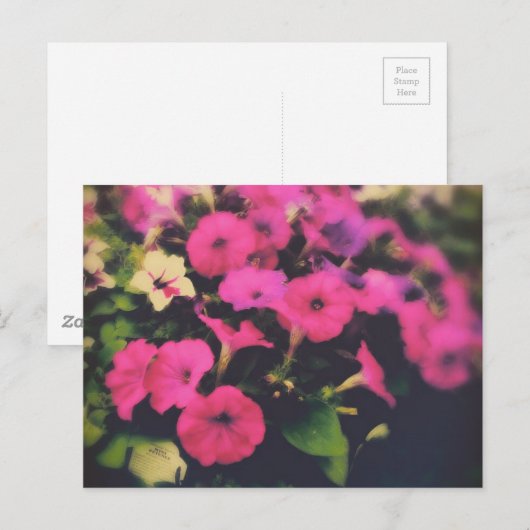 Kruidenier Petunia Bloemen Briefkaart (Voorkant / Achterkant)