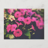 Kruidenier Petunia Bloemen Briefkaart (Voorkant)