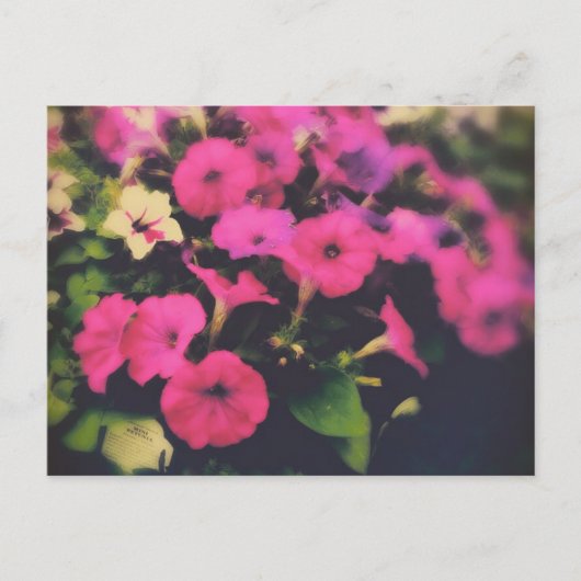 Kruidenier Petunia Bloemen Briefkaart (Voorkant)