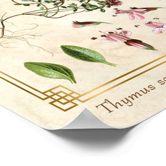  kruidenillustraties Wilde Thyme Botanisch Poster (Hoek)