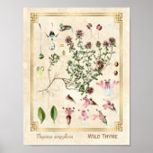  kruidenillustraties Wilde Thyme Botanisch Poster (Voorkant)