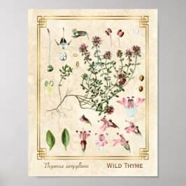 kruidenillustraties Wilde Thyme Botanisch Poster