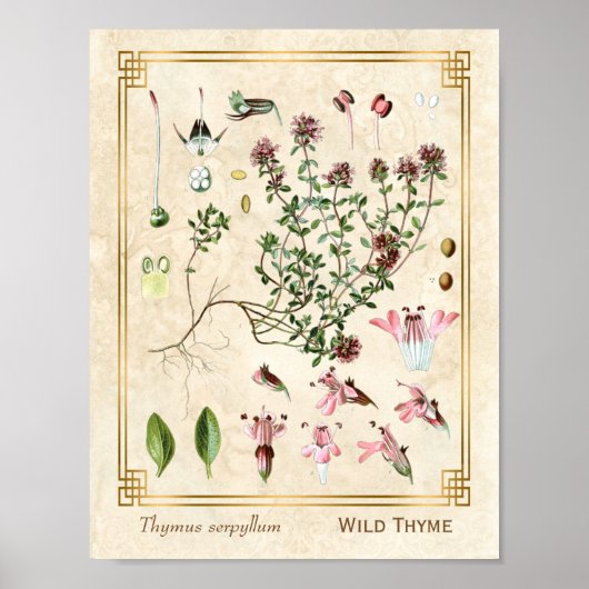  kruidenillustraties Wilde Thyme Botanisch Poster (Voorkant)