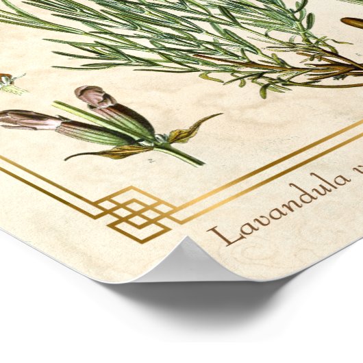 kruidenlavendel Botanisch Poster (Hoek)
