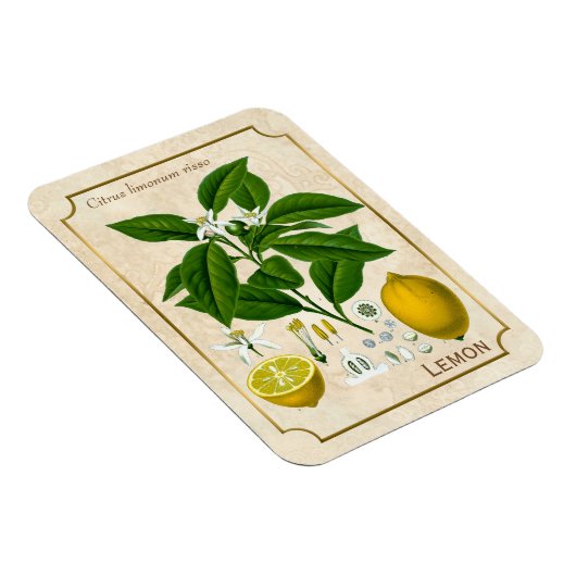  kruidenPlant Lemon Fruit Botanische kunst Magneet (Rechterzijde)