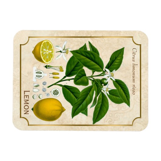  kruidenPlant Lemon Fruit Botanische kunst Magneet (Horizontaal)