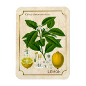  kruidenPlant Lemon Fruit Botanische kunst Magneet (Verticaal)