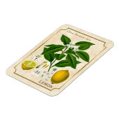  kruidenPlant Lemon Fruit Botanische kunst Magneet (Linkerzijde)