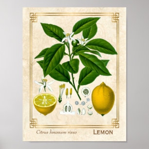 kruidenPlant Lemon Fruit Botanische kunst Poster