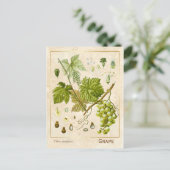  kruidenpreparaat grafietvinnen botanisch briefkaart (Staand voorkant)