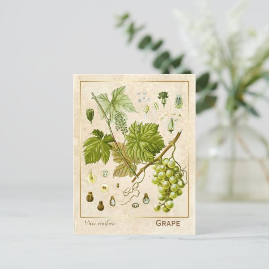  kruidenpreparaat grafietvinnen botanisch briefkaart (Staand voorkant)