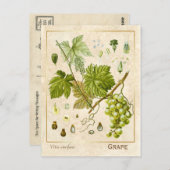  kruidenpreparaat grafietvinnen botanisch briefkaart (Voorkant / Achterkant)