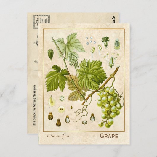  kruidenpreparaat grafietvinnen botanisch briefkaart (Voorkant / Achterkant)