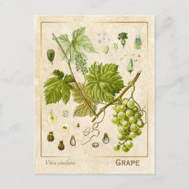 kruidenpreparaat grafietvinnen botanisch briefkaart