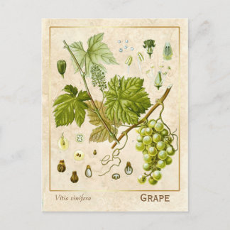 kruidenpreparaat grafietvinnen botanisch briefkaart
