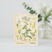  kruidenventilator Botanisch Briefkaart (Staand voorkant)