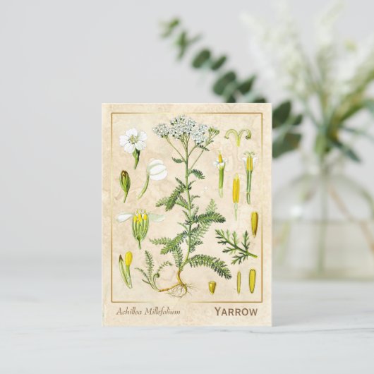 kruidenventilator Botanisch Briefkaart (Staand voorkant)