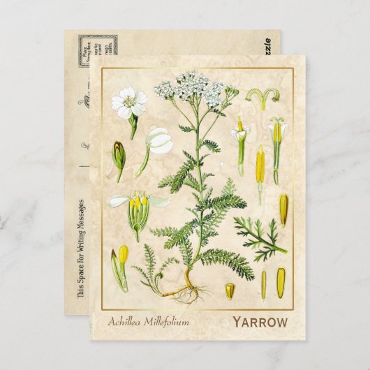  kruidenventilator Botanisch Briefkaart (Voorkant / Achterkant)