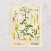  kruidenventilator Botanisch Briefkaart (Voorkant)