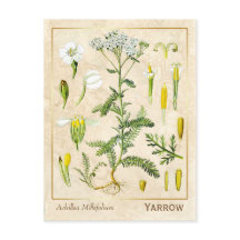  kruidenventilator Botanisch