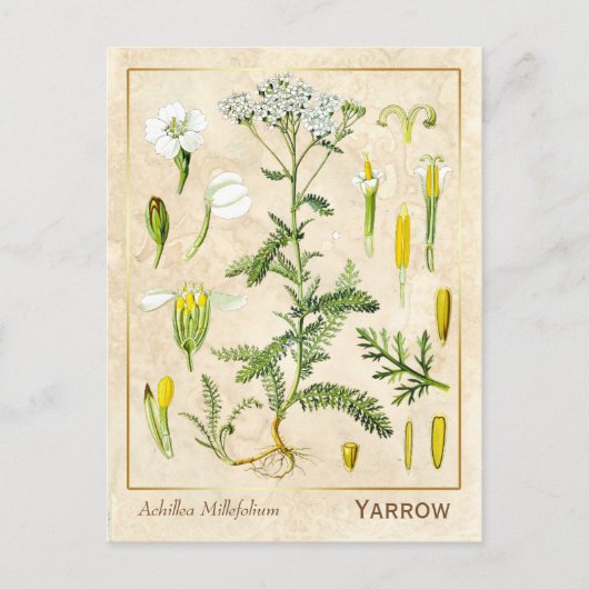  kruidenventilator Botanisch Briefkaart (Voorkant)