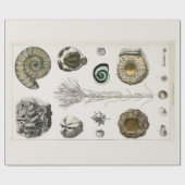 KRUIDER : FOSSIELSCHEMA : GOLDSMITH CADEAUPAPIER (Vlak)