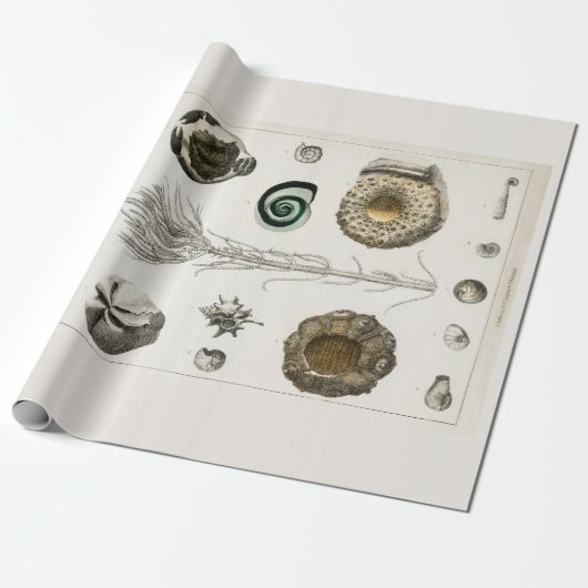 KRUIDER : FOSSIELSCHEMA : GOLDSMITH CADEAUPAPIER (Uitgerold)